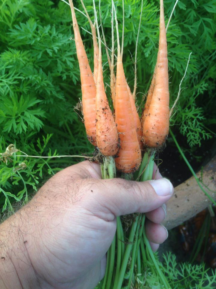 Hand holding bunch of carrots.